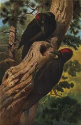Picchio nero